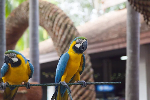 Couple of beautiful parrots — Stock Photo, Image