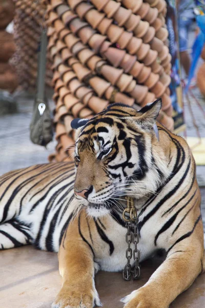 Hermoso tigre rayado —  Fotos de Stock