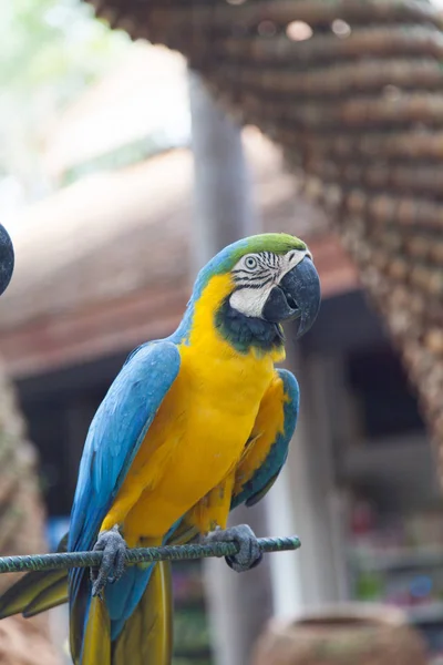 Hermoso loro de color — Foto de Stock