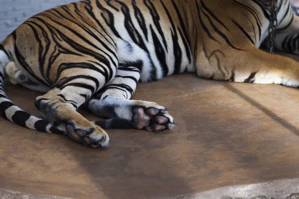 Krásné pruhované tygr — Stock fotografie