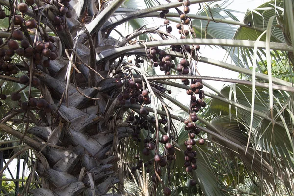 Frutas em uma palmeira — Fotografia de Stock