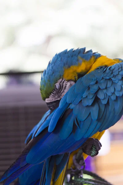 Big beautiful parrot — Stock Photo, Image