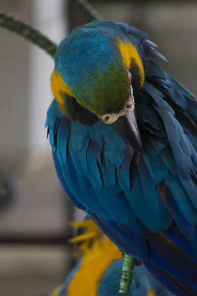 Big beautiful parrot — Stock Photo, Image