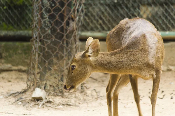 Little deer in a cage — Stock Photo, Image