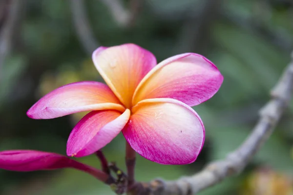 Mooie tropische bloemen — Stockfoto