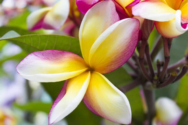 Belles fleurs tropicales — Photo