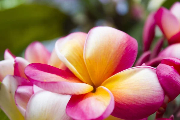 Bellissimi fiori tropicali — Foto Stock