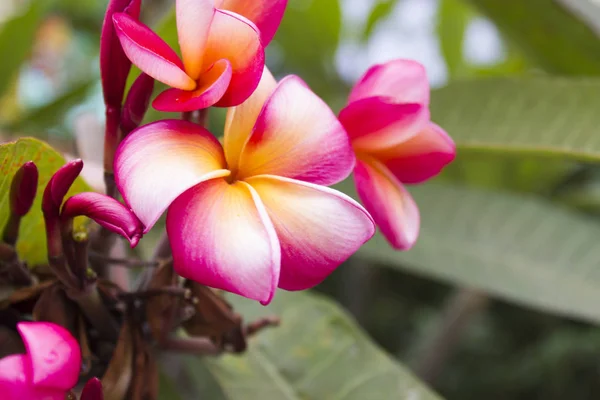 Mooie tropische bloemen — Stockfoto