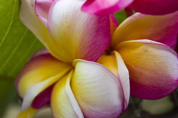 Hermosas flores tropicales — Foto de Stock