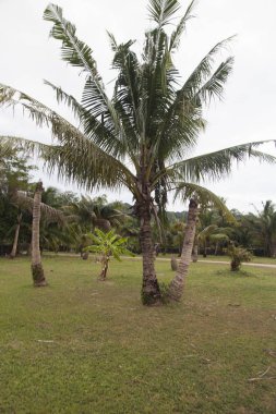 Palmiye ağaçları arasındaki yol