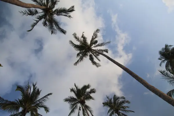 Palmeras sobre el fondo del cielo —  Fotos de Stock