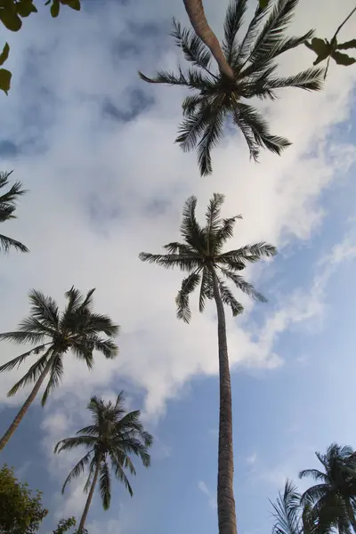 Palmeras sobre el fondo del cielo —  Fotos de Stock