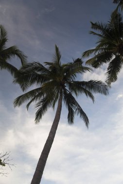 Palmiye ağaçları gökyüzü arka planı