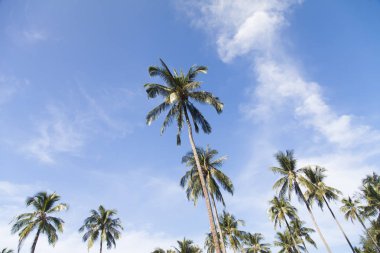 Palmiye ağaçları gökyüzü arka planı