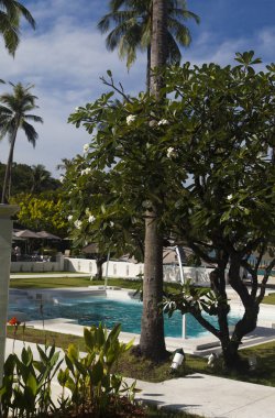 Palmiye ağaçları gökyüzü arka planı