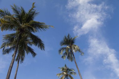 Palmiye ağaçları gökyüzü arka planı