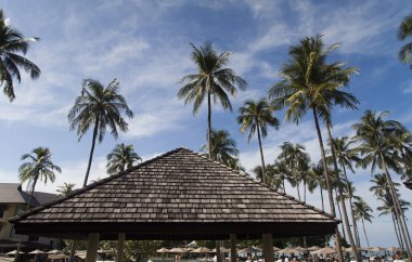 Palmiye ağaçları gökyüzü arka planı