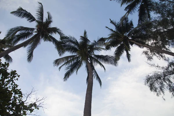 Palmeras sobre el fondo del cielo —  Fotos de Stock