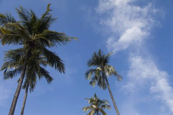 Palmeras sobre el fondo del cielo —  Fotos de Stock