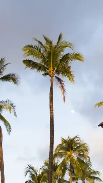 Palm trees against the background of the sky — Stock Photo, Image