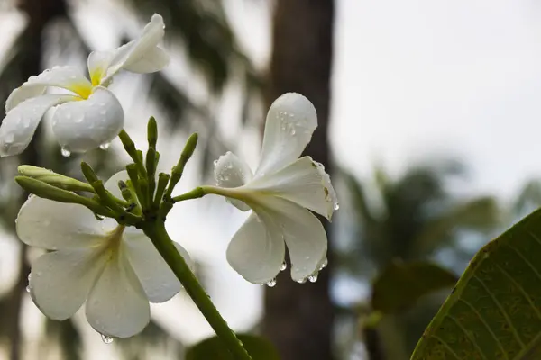 Bloemen na een regen — Stockfoto