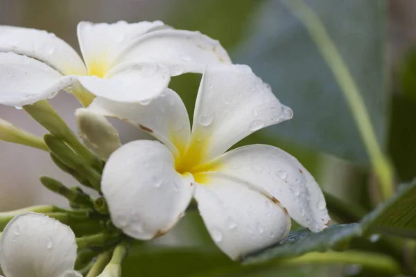 Bloemen na een regen — Stockfoto