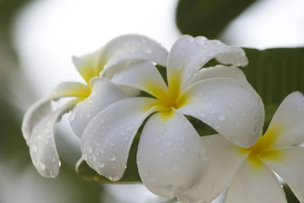 Flowers after a rain — Stock Photo, Image