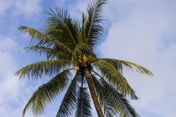 Palmeras sobre el fondo del cielo —  Fotos de Stock