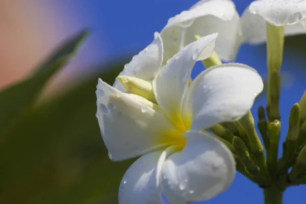 Bloemen na een regen — Stockfoto