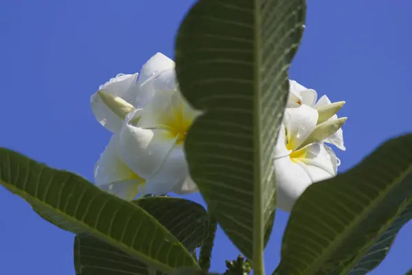 Bloemen na een regen — Stockfoto