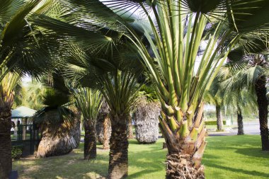 Olağandışı palmiye ağaçları