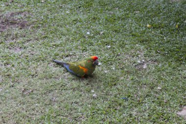 Güzel büyük papağan
