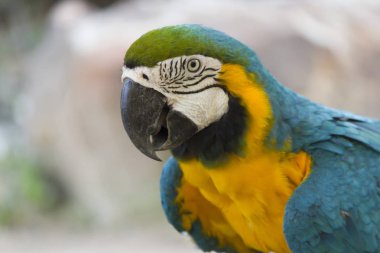 Güzel büyük papağan