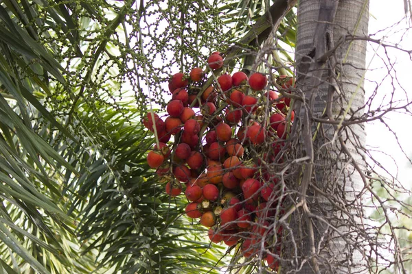 Frukter på en Palm — Stockfoto