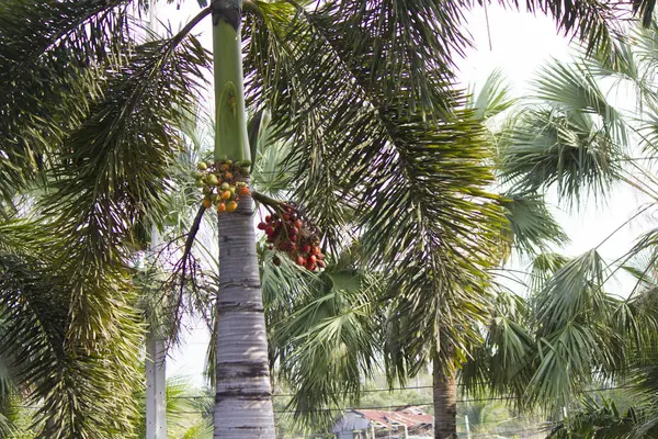 Meyve bir palmiye ağacı üzerinde