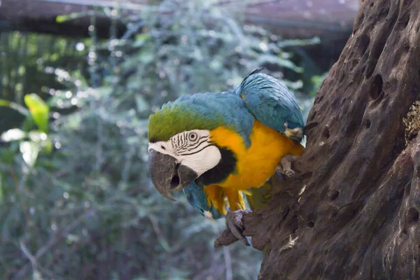 Mooie grote papegaai Rechtenvrije Stockafbeeldingen