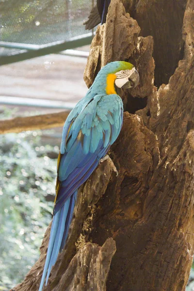 Όμορφο μεγάλο παπαγάλος — Φωτογραφία Αρχείου
