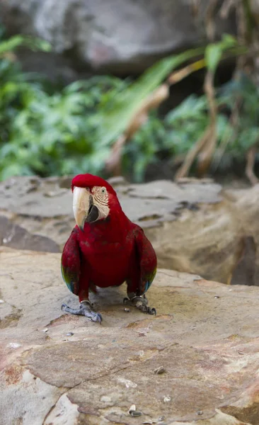 Piękna duża papuga — Zdjęcie stockowe