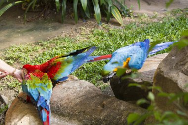 Güzel büyük papağan