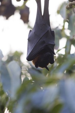 Bir ağaç üzerinde uçan tilki