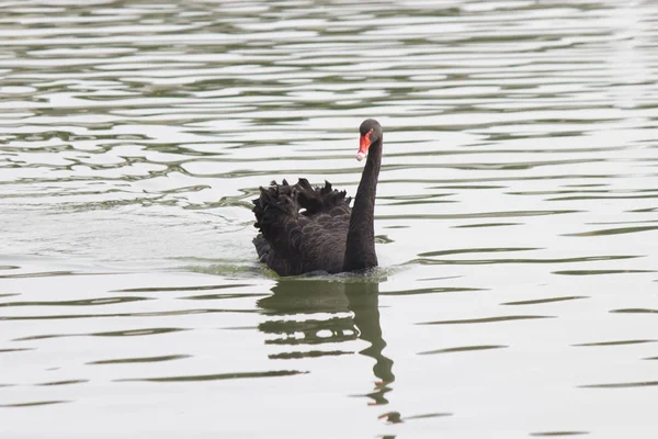 Cisne negro em uma lagoa — Fotografia de Stock