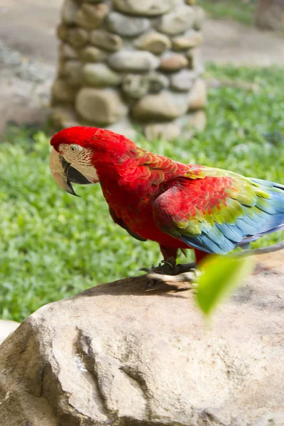 Schöner großer Papagei — Stockfoto