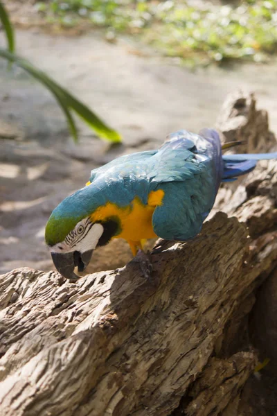 Beautiful big parrot — Stock Photo, Image