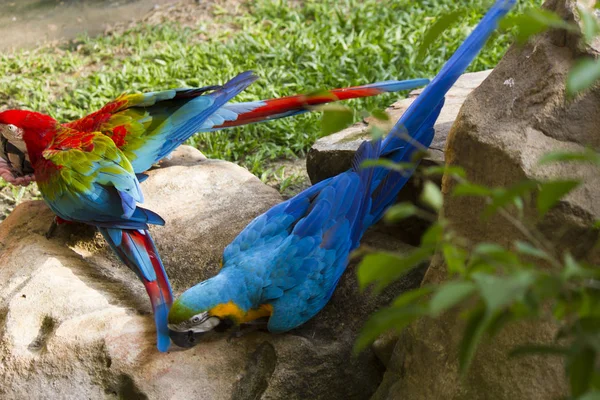 Beautiful big parrot — Stock Photo, Image