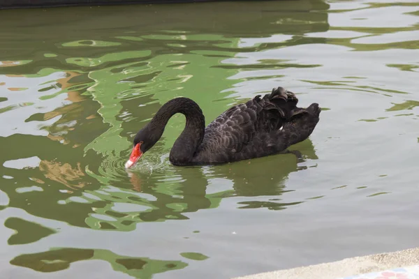 Cisne negro em uma lagoa — Fotografia de Stock