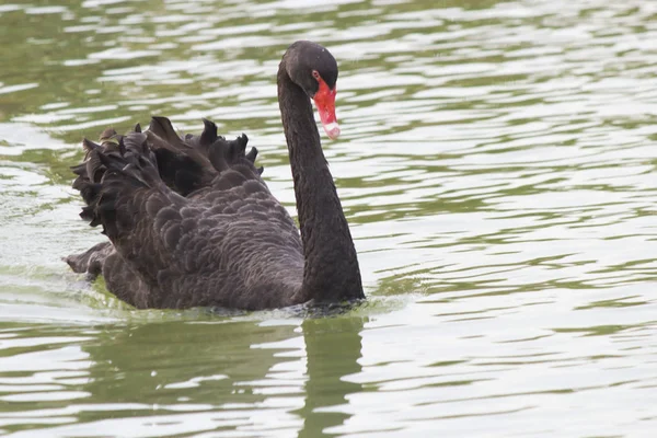 Cisne negro em uma lagoa — Fotografia de Stock