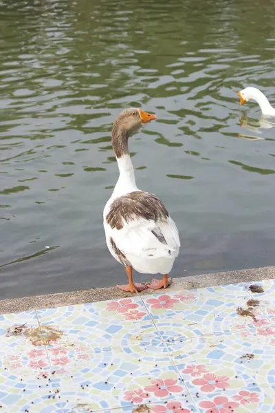 Ganzen op een vijver — Stockfoto