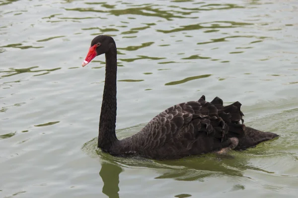 Cisne negro em uma lagoa — Fotografia de Stock