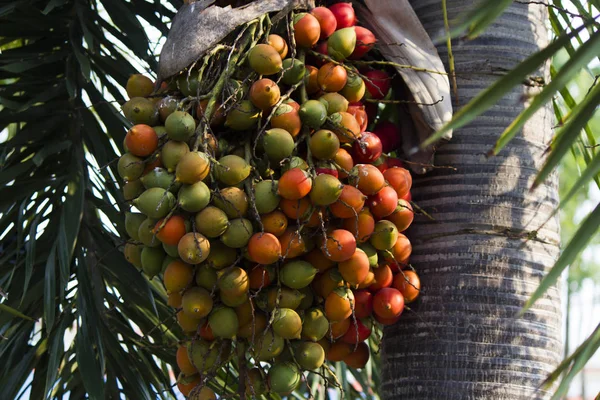 Palmy rosną wszędzie — Zdjęcie stockowe