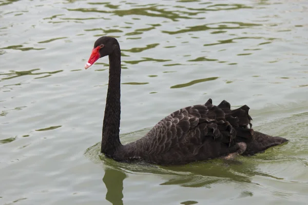 Black swan on a pond Royalty Free Stock Photos